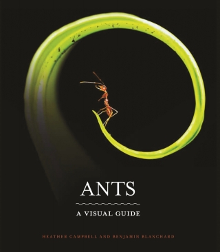 Ants A Visual Guide – PDF ebook Ants A Visual Guide – PDF ebook
